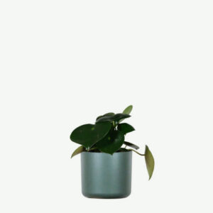 plants ecommerce product featured img 5